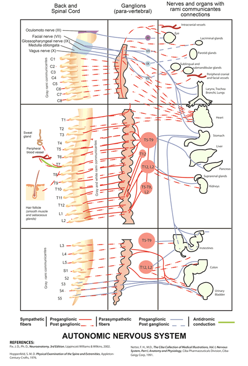 Automatic Nervous System