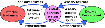 nervous system graph