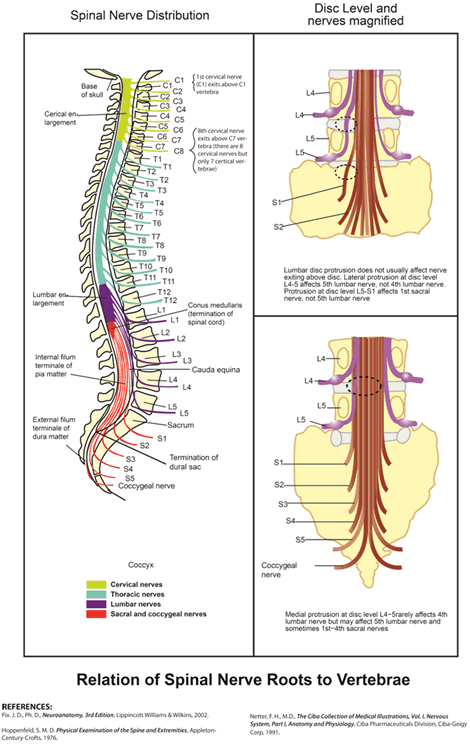 Spinal Nerve Root